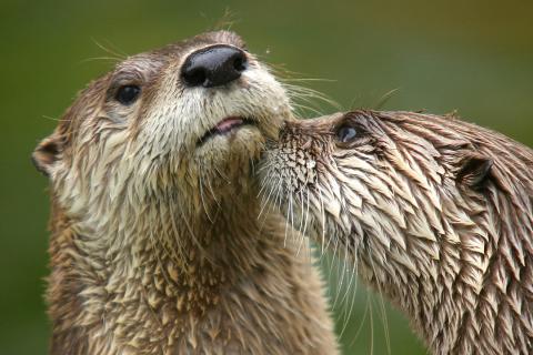 Photo of two river otters by Dmitry Azovtsev