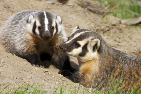 Photo of two American badgers by Ryan Hagerty, USFWS