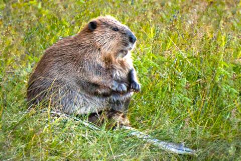 Photo of a beaver sitting in grass by Sheila Newenham
